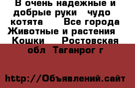 В очень надежные и добрые руки - чудо - котята!!! - Все города Животные и растения » Кошки   . Ростовская обл.,Таганрог г.